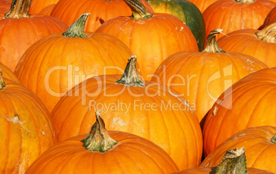 Orange Kürbisse - Orange Pumpkins