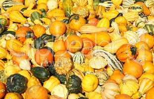 Bunte Kürbisse - Colourful Pumpkins
