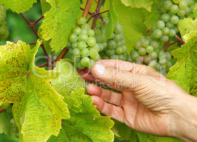 Weintrauben Weinberg - Vine Grapes Vineyard