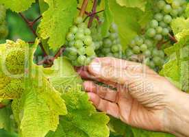 Weintrauben Weinberg - Vine Grapes Vineyard