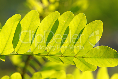 Grüne Blätter im Sonnenlicht