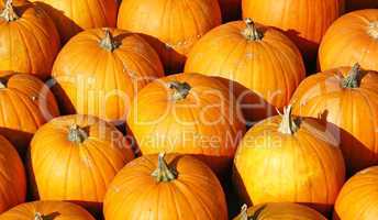 Orange Kürbisse - Orange Pumpkins