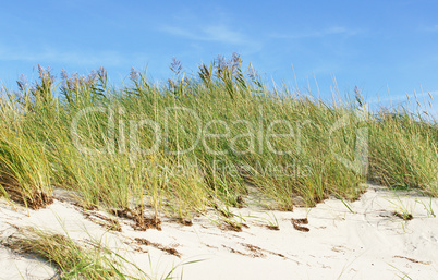 Sand Düne am Meer - Dune at the Beach