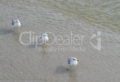 3 Möwen am Strand - 3 Seagulls at the Beach