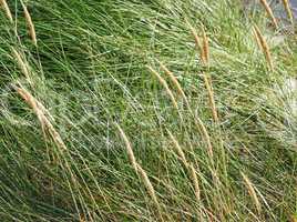 Dünengras am Strand - Dune Grass