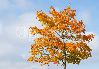 Herbst Farben - Autumn Colours