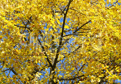Herbst Farben gelb - Indian Summer yellow