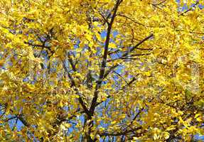 Herbst Farben gelb - Indian Summer yellow