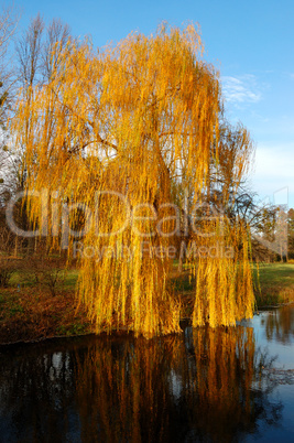 Willow tree (Salix) in a park in warm colors of sunset, Olexandr