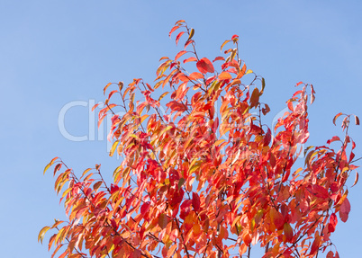 Herbst Farben rot - Indian Summer red