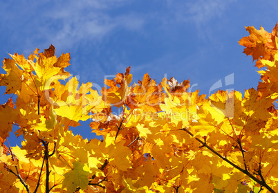 Herbstlaub mit blauem Himmel - Indian Summer yellow