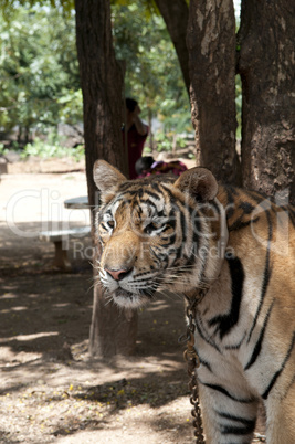 Tigertempel Thailand