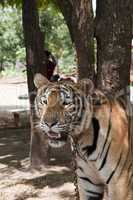 Tigertempel Thailand