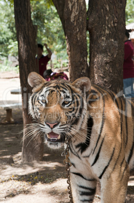 Tigertempel Thailand