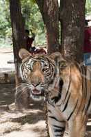 Tigertempel Thailand