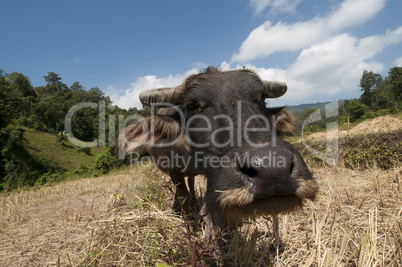 Water buffalo in a rice field
