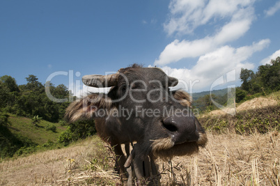 Water buffalo in a rice field