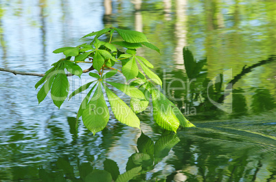 Kastanienblätter am Fluss - Aesculus & River