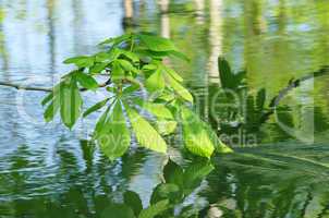 Kastanienblätter am Fluss - Aesculus & River