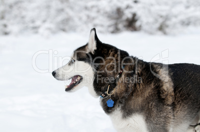 Sibirian husky in the snow