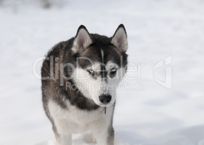 Sibirian husky in the snow