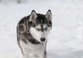 Sibirian husky in the snow
