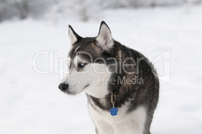 Sibirian husky in the snow