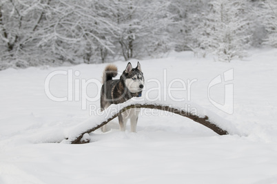 Sibirian husky in the snow