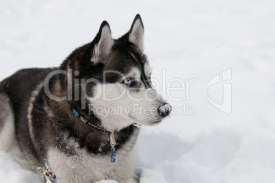 Sibirian husky in the snow