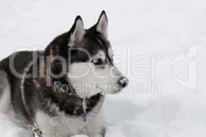 Sibirian husky in the snow