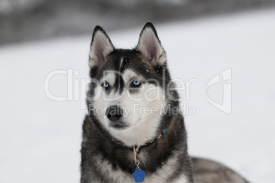 Sibirian husky in the snow