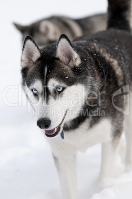 Sibirian husky in the snow