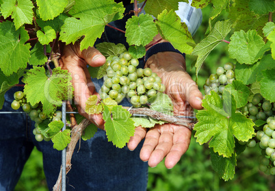Weintrauben - Weinlese - Vine Grapes