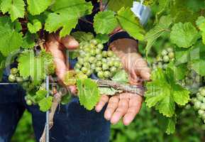 Weintrauben - Weinlese - Vine Grapes