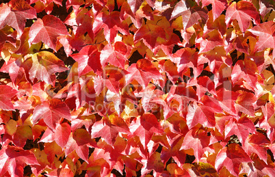 Herbst Farben - Indian Summer red