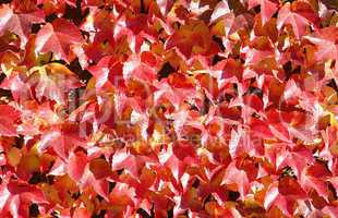 Herbst Farben - Indian Summer red