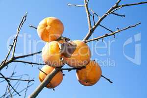 Persimmon tree