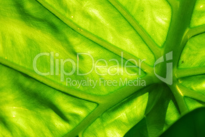 Green leaf background