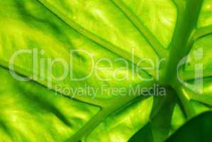 Green leaf background