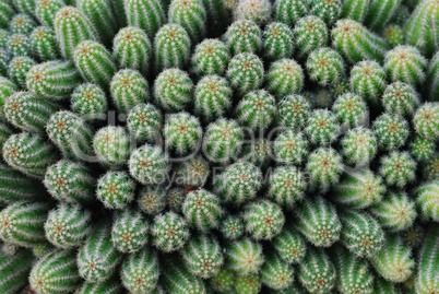 Small cactus