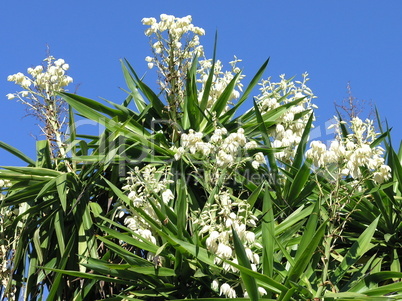 Yukkablüten im Sonnenlicht