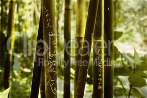 bambous avec graffitis