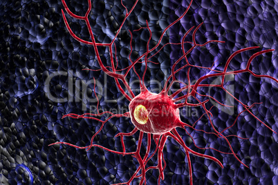 Nerve cells