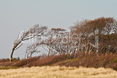 Windflüchter am Weststrand