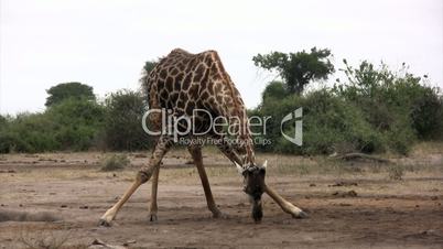 Kniende Giraffe