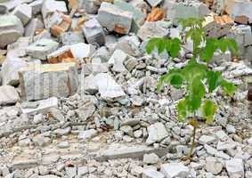 Debris and young plant