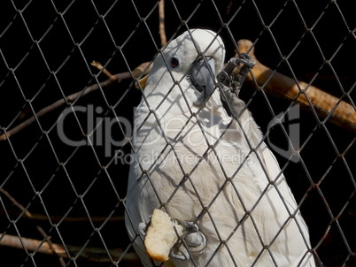 Parrot cockatoo