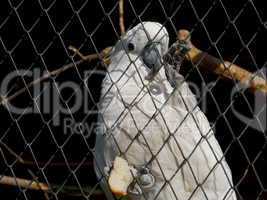 Parrot cockatoo