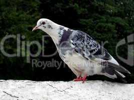 Motley white pigeon