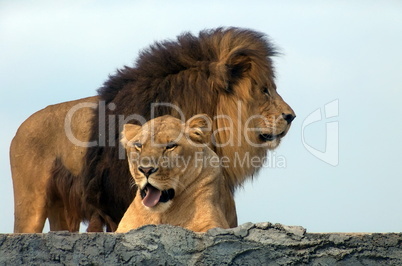 Lions, African Lion Safari